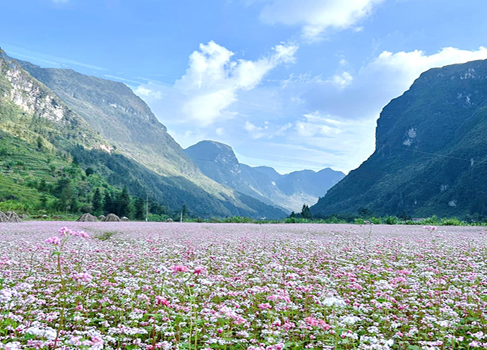 Tour Hà Giang mùa hoa tam giác mạch 3N2Đ
