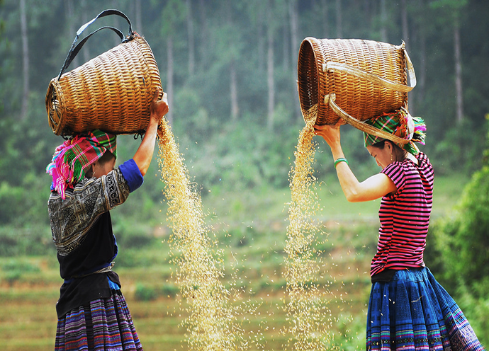 Tour Mù Cang Chải - Trạm Tấu - Cu Vai mùa lúa chín